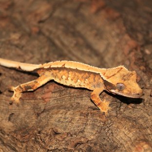 트라이 솔리드백