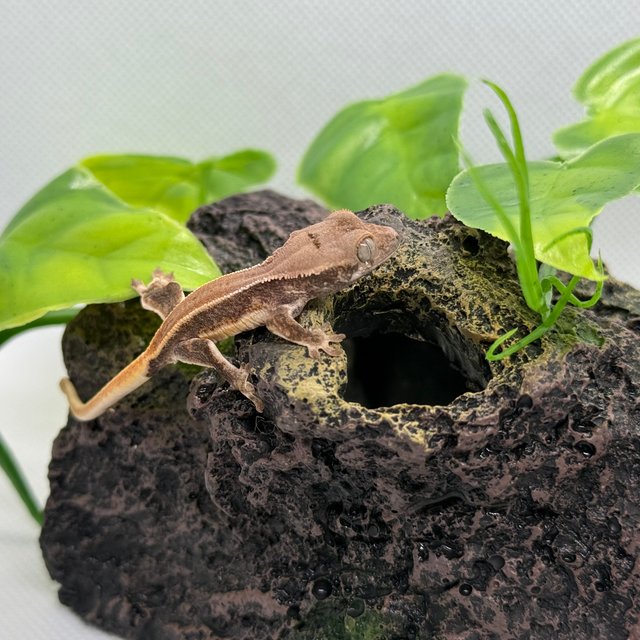 릴리화이트 솔리드백 풀핀