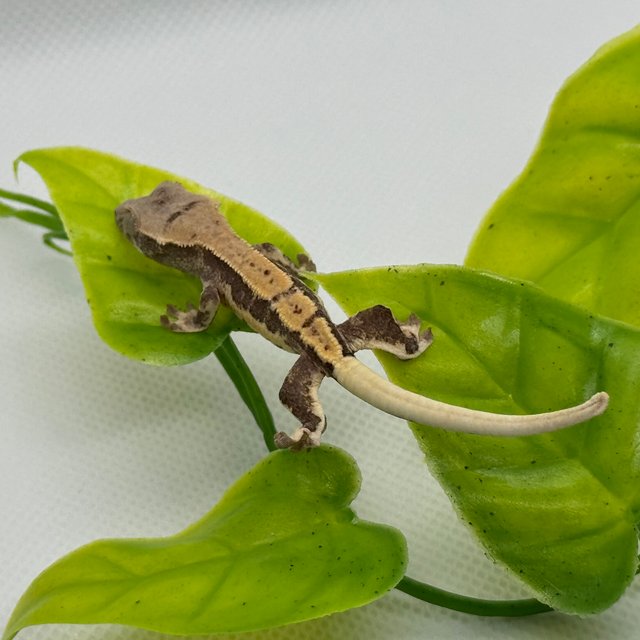 카푸치노 릴리화이트 핀스트라이프 할리퀸