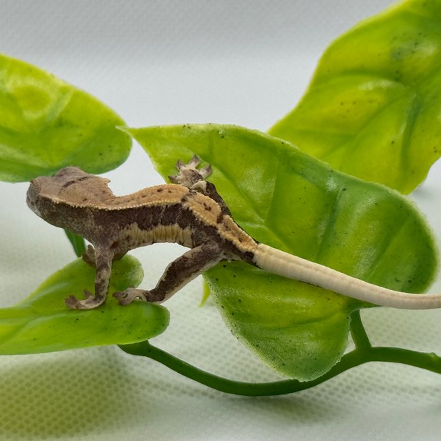 카푸치노 릴리화이트 핀스트라이프 할리퀸