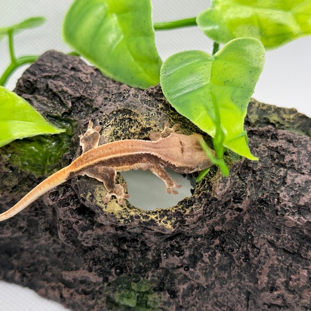 릴리화이트 솔리드백 풀핀