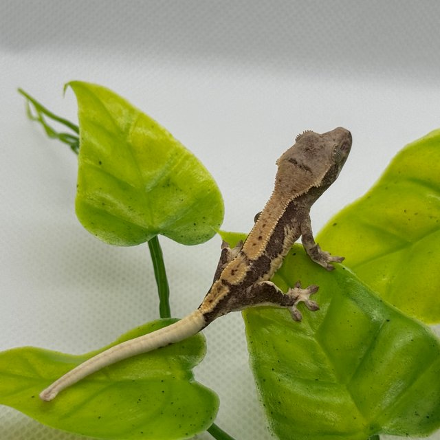 카푸치노 릴리화이트 핀스트라이프 할리퀸