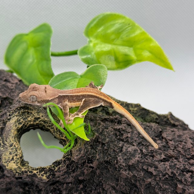 릴리화이트 솔리드백 풀핀