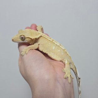 유자