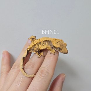 노멀 익스트림할리퀸