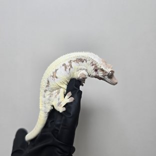 세이렌