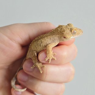 브린들 옐로우