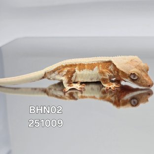 BHN02