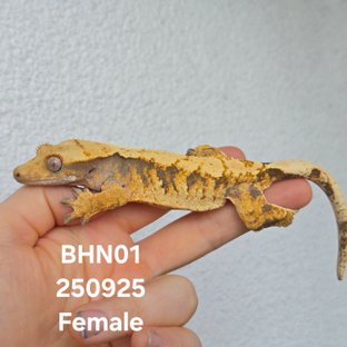 BHN01