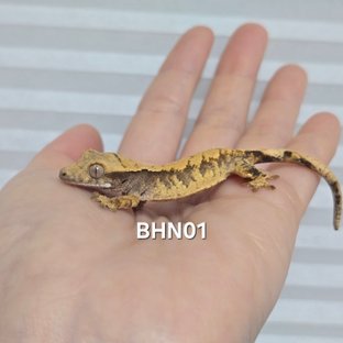 노멀 익스트림할리퀸