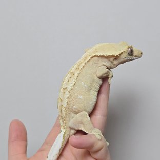 유자