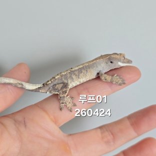 루프01