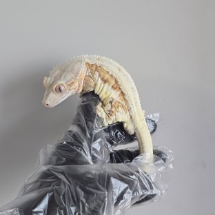 버터