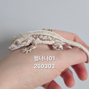 헬나나01