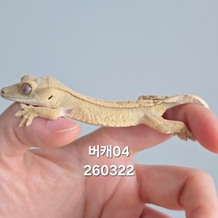 버캐04
