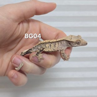 노멀 익스트림할리퀸