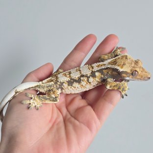 CZ01