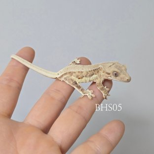 릴리화이트 팬텀 크림