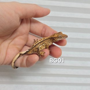 노멀 트라이 핀스트라이프