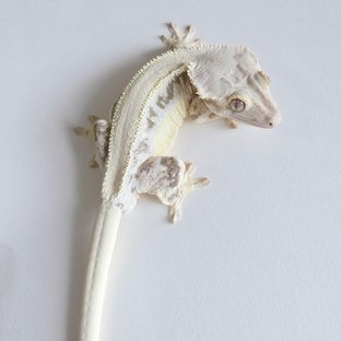 크림