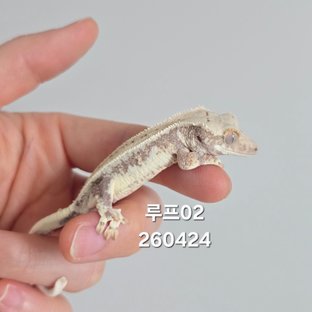 루프02
