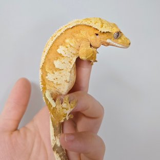 자몽