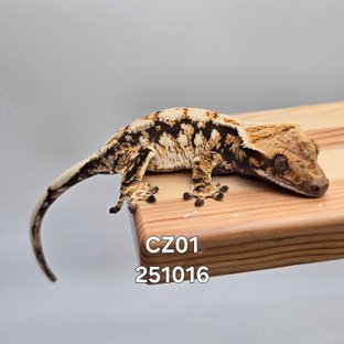 CZ01