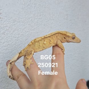 BG05