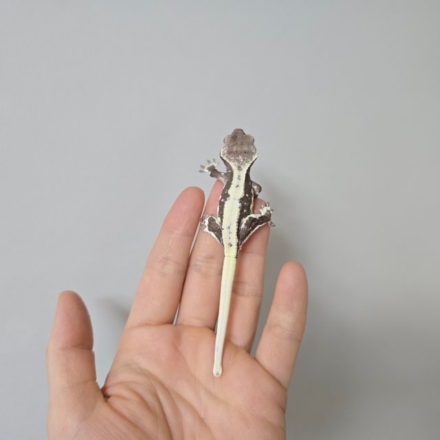 릴리화이트 아잔틱