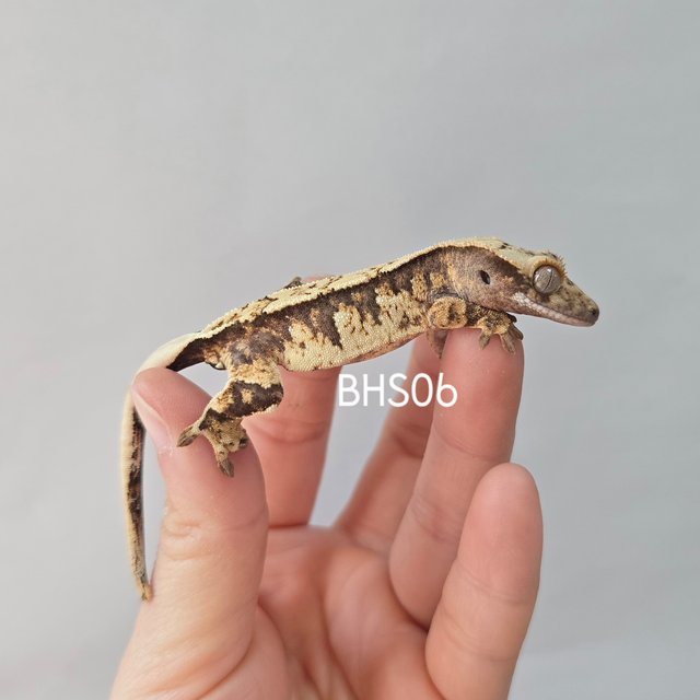 노멀 트라이 익스트림할리퀸