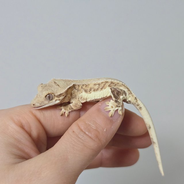 릴리화이트 팬텀 크림