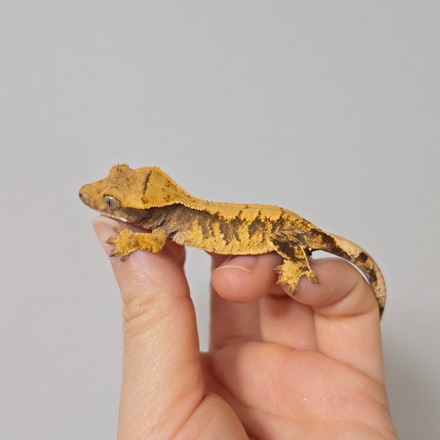 노멀 익스트림할리퀸