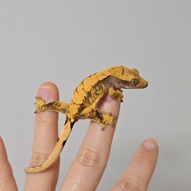 노멀 익스트림할리퀸