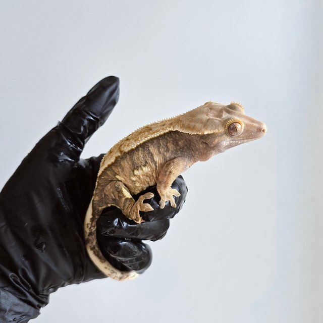 노멀 트라이 텐저린