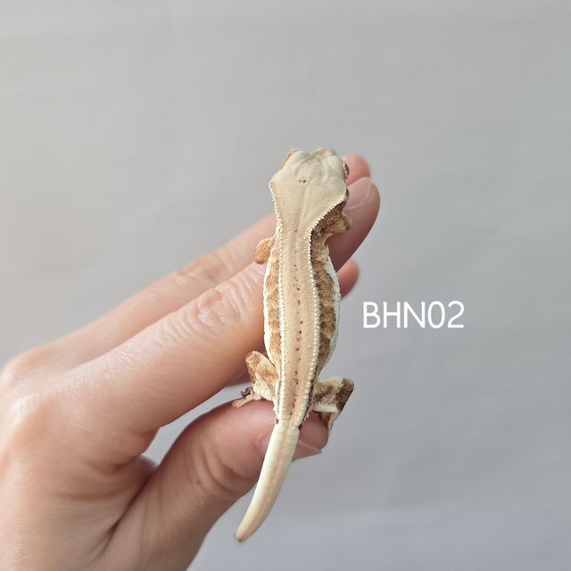 릴리화이트 크림