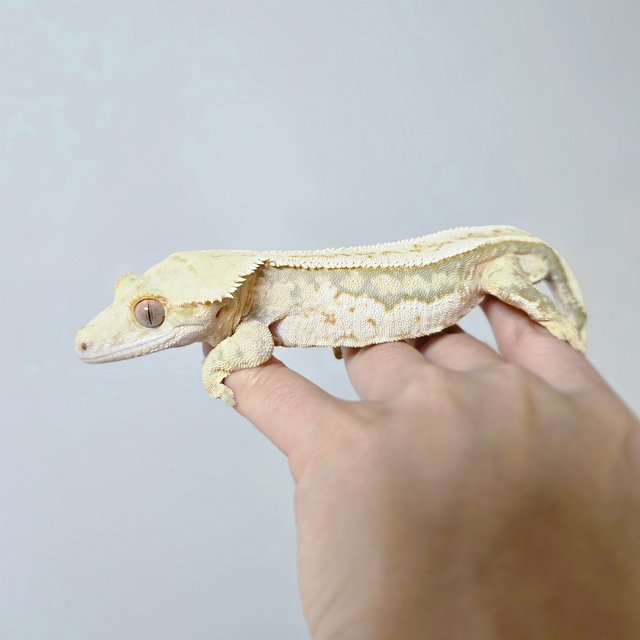 릴리화이트 트라이