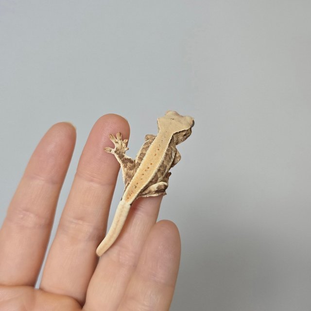 릴리화이트 크림