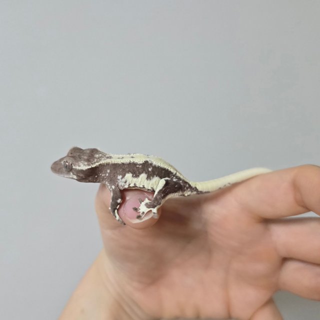 릴리화이트 아잔틱