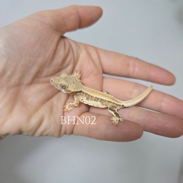 릴리화이트 크림