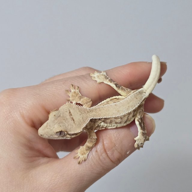 릴리화이트 팬텀 크림