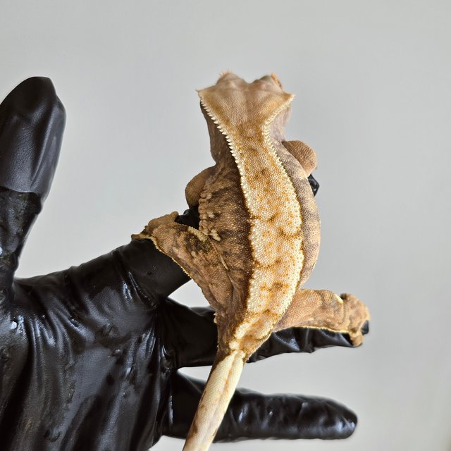 노멀 트라이 텐저린