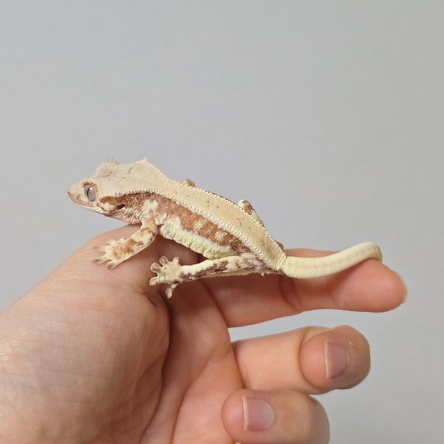 릴리화이트 레드