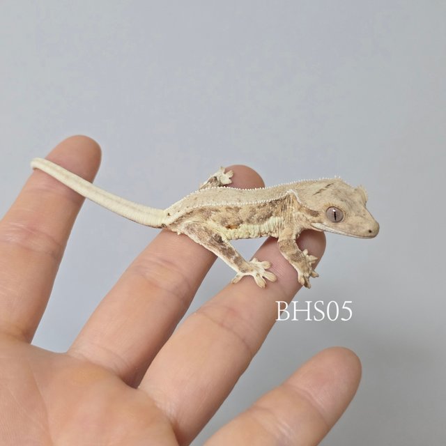 릴리화이트 팬텀 크림