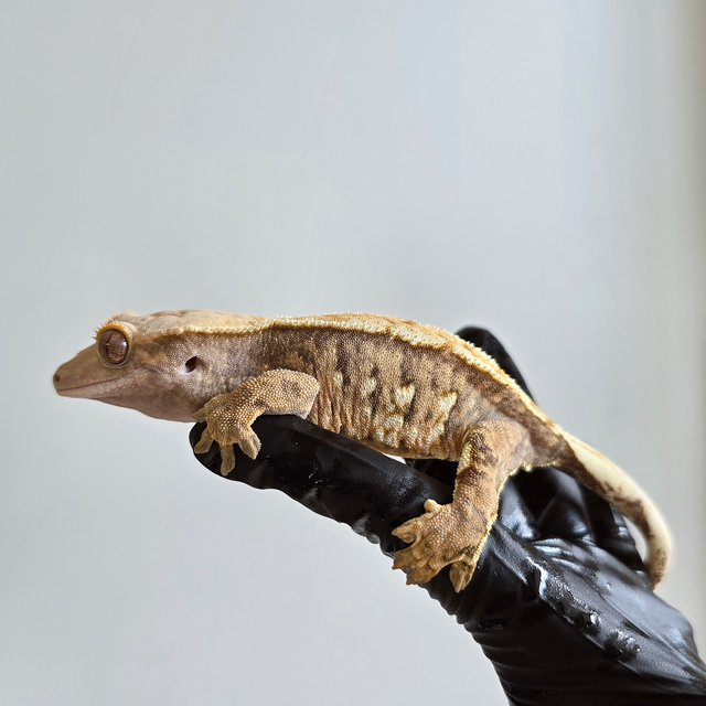 노멀 트라이 텐저린