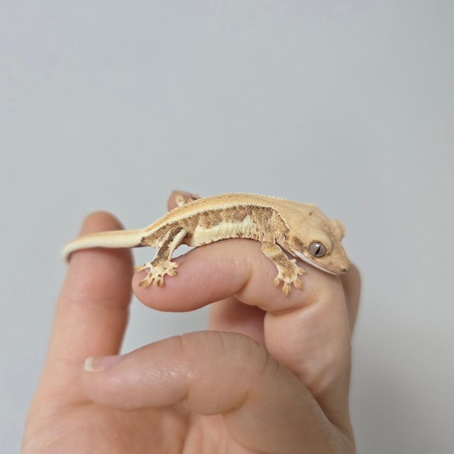 릴리화이트 크림