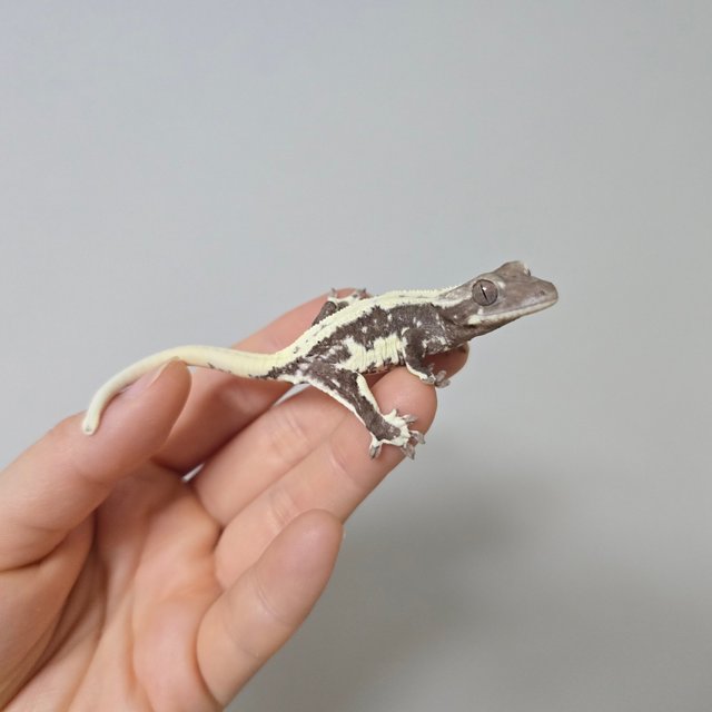 릴리화이트 아잔틱