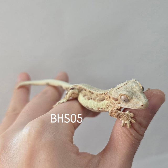 릴리화이트 팬텀 스트로베리