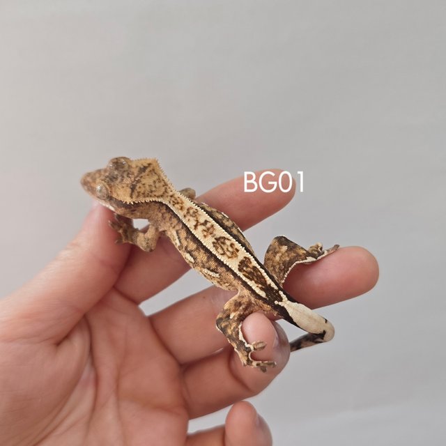 노멀 트라이 핀스트라이프