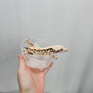 트라이