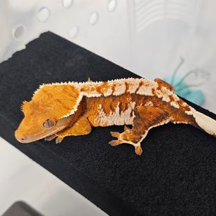 바브